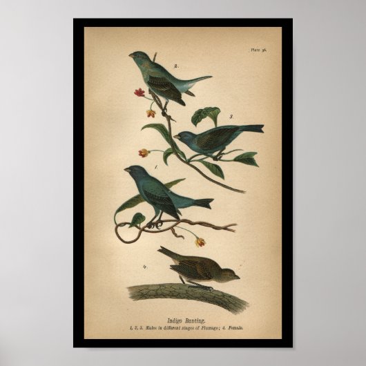 1890 Bird Print Indigo Bunting (Voorkant)
