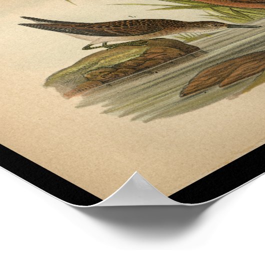 1890 Bird Print Least Sandpiper (Hoek)