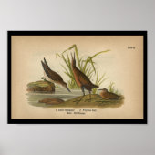 1890 Bird Print Least Sandpiper (Voorkant)