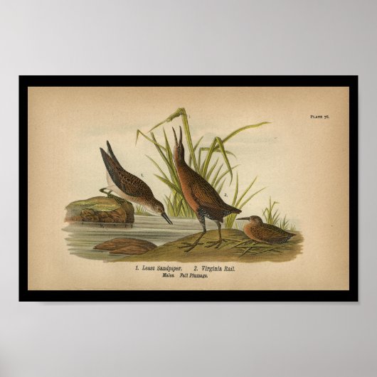 1890 Bird Print Least Sandpiper (Voorkant)