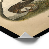 1890 Bird Print Marsh Hawk (Hoek)