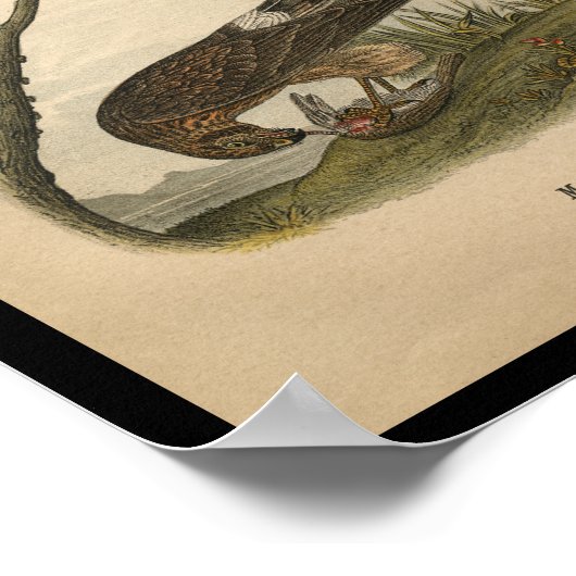 1890 Bird Print Marsh Hawk (Hoek)