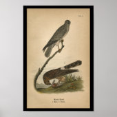1890 Bird Print Marsh Hawk (Voorkant)