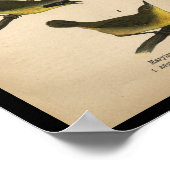 1890 Bird Print Maryland Yellow Warbler (Hoek)