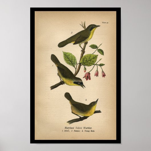 1890 Bird Print Maryland Yellow Warbler (Voorkant)