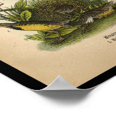 1890 Bird Print Meadow Lark (Hoek)