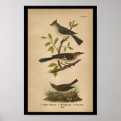 1890 Bird Print Mockingbird (Voorkant)