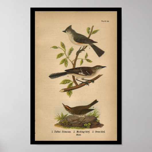1890 Bird Print Mockingbird (Voorkant)