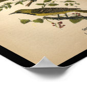 1890 Bird Print Orchard Oriole (Hoek)