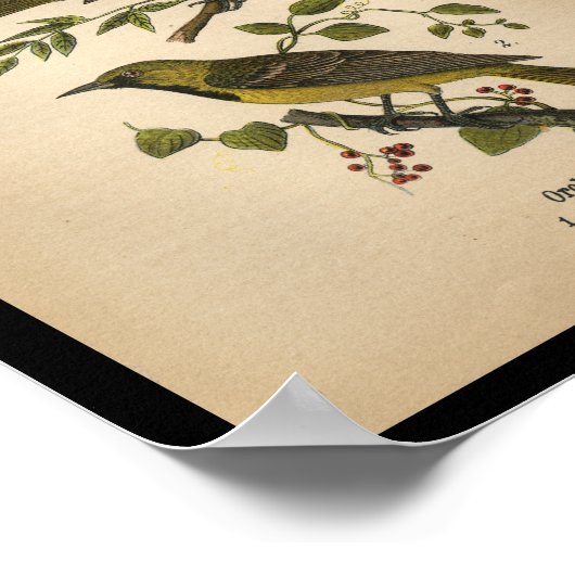 1890 Bird Print Orchard Oriole (Hoek)