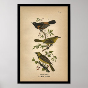 1890 Bird Print Orchard Oriole