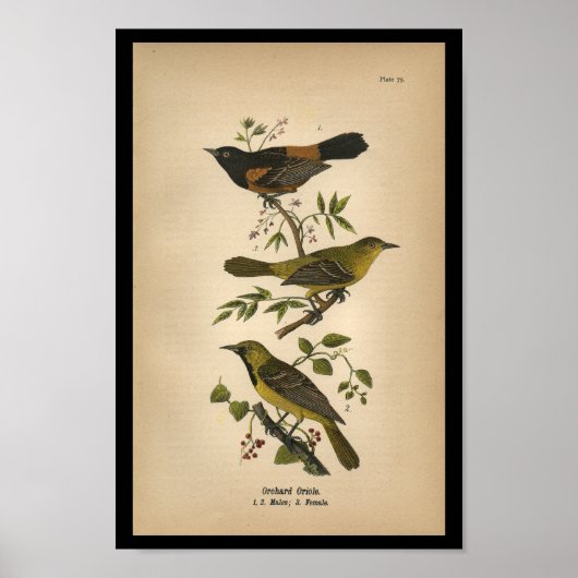 1890 Bird Print Orchard Oriole (Voorkant)