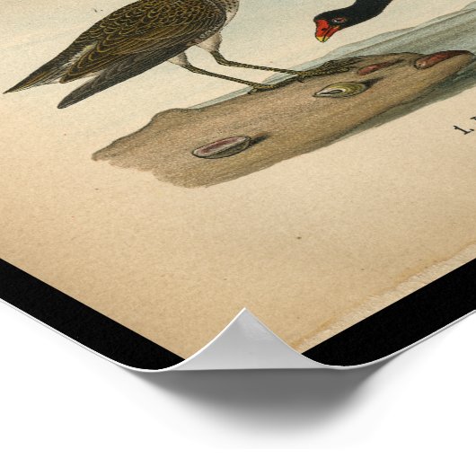 1890 Bird Print Pectoral Sandpiper (Hoek)