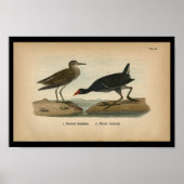 1890 Bird Print Pectoral Sandpiper (Voorkant)