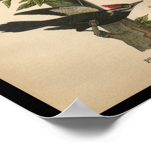 1890 Bird Print Pileated Woodpecker (Hoek)