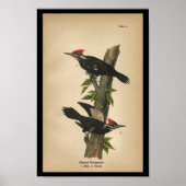 1890 Bird Print Pileated Woodpecker (Voorkant)