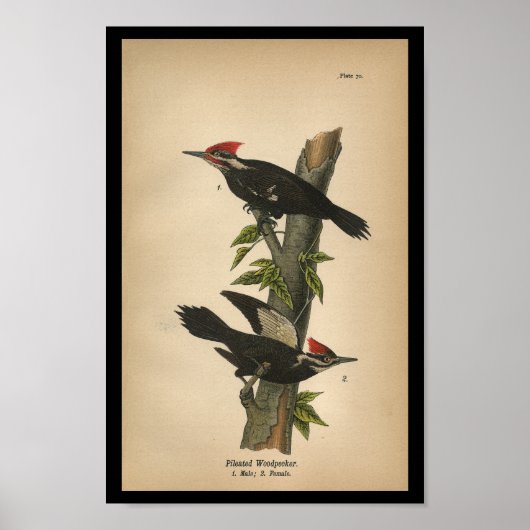 1890 Bird Print Pileated Woodpecker (Voorkant)