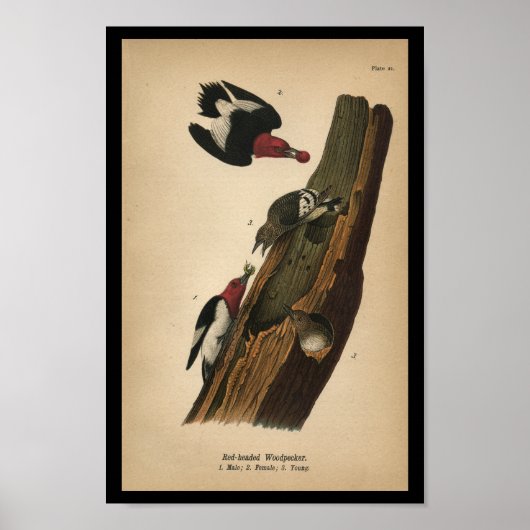1890 Bird Print Red-kopige Woodpecker (Voorkant)