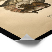 1890 Bird Print Red-tailed Hawk (Hoek)