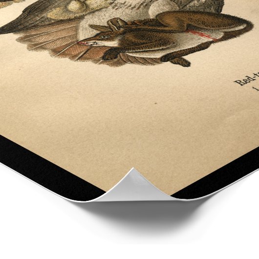 1890 Bird Print Red-tailed Hawk (Hoek)