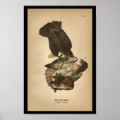 1890 Bird Print Red-tailed Hawk (Voorkant)