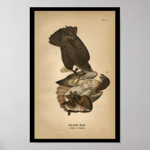 1890 Bird Print Red-tailed Hawk