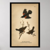 1890 Bird Print Red-winged Black Bird (Voorkant)