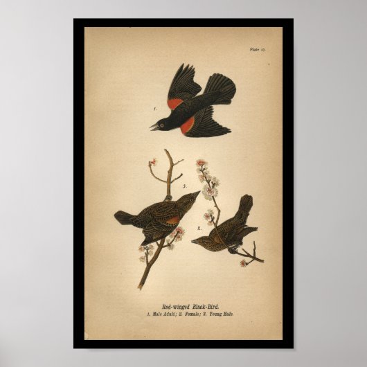 1890 Bird Print Red-winged Black Bird (Voorkant)