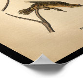 1890 Bird Print Reed-bird Bobolink (Hoek)