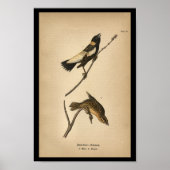 1890 Bird Print Reed-bird Bobolink (Voorkant)