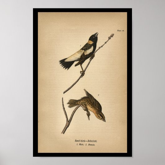 1890 Bird Print Reed-bird Bobolink (Voorkant)
