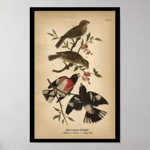 1890 Bird Print Roos-breasted Grosbeak