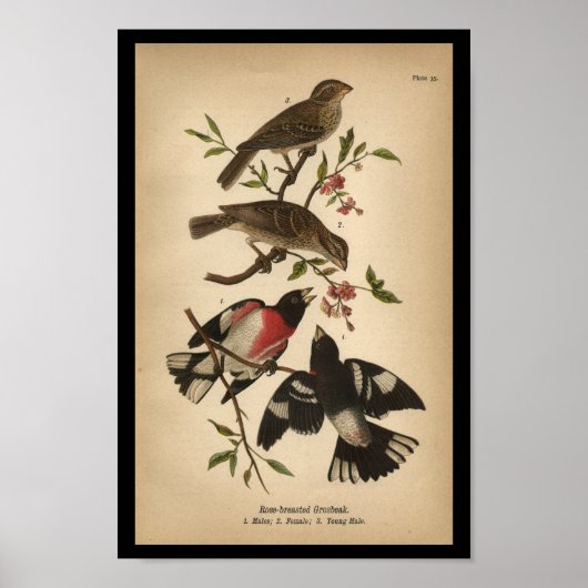 1890 Bird Print Roos-breasted Grosbeak (Voorkant)