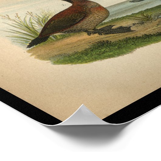  1890 Bird Print Ruddy Duck (Hoek)