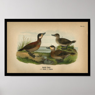 1890 Bird Print Ruddy Duck