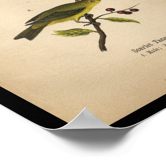 1890 Bird Print Scarlet Tanager (Hoek)