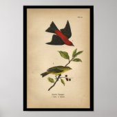 1890 Bird Print Scarlet Tanager (Voorkant)