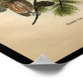 1890 Bird Print Screech Owls (Hoek)