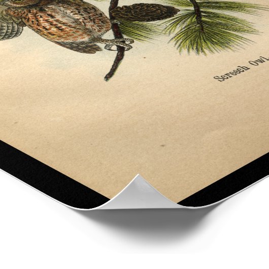 1890 Bird Print Screech Owls (Hoek)