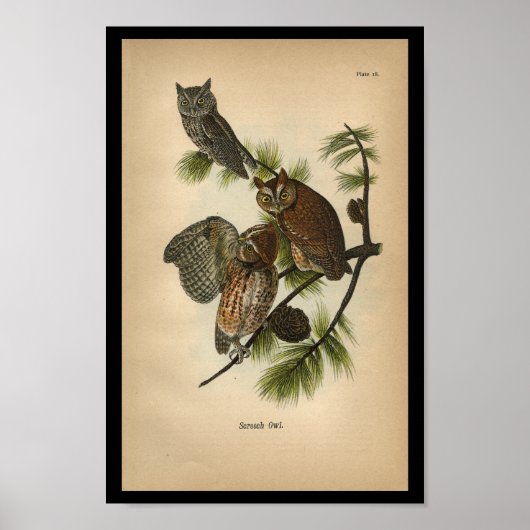 1890 Bird Print Screech Owls (Voorkant)
