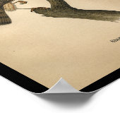 1890 Bird Print Sharp-shinned Hawk (Hoek)