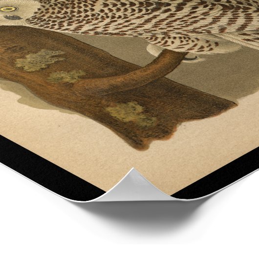 1890 Bird Print Snowy Owl (Hoek)