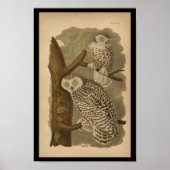 1890 Bird Print Snowy Owl (Voorkant)