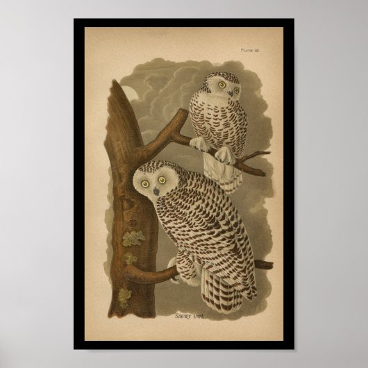 1890 Bird Print Snowy Owl (Voorkant)