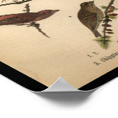 1890 Bird Print Song Sparrow (Hoek)