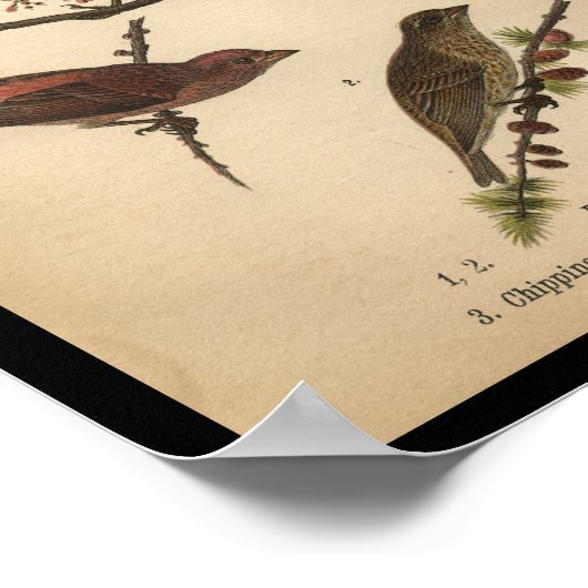 1890 Bird Print Song Sparrow (Hoek)