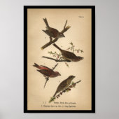 1890 Bird Print Song Sparrow (Voorkant)