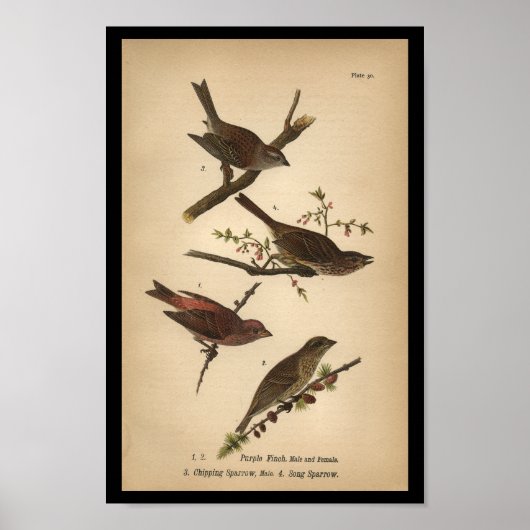 1890 Bird Print Song Sparrow (Voorkant)
