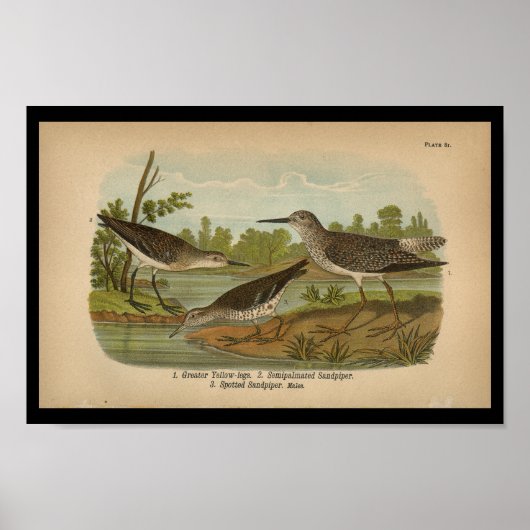 1890 Bird Print Spotted Sandpiper Vintage (Voorkant)