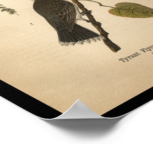 1890 Bird Print Tyrant Flycatcher (Hoek)